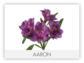 Alstroemeria Purple