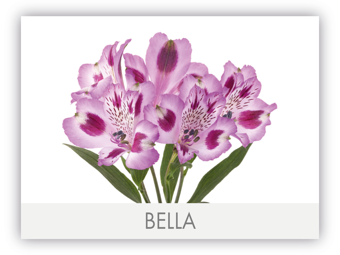 Alstroemeria Lavender