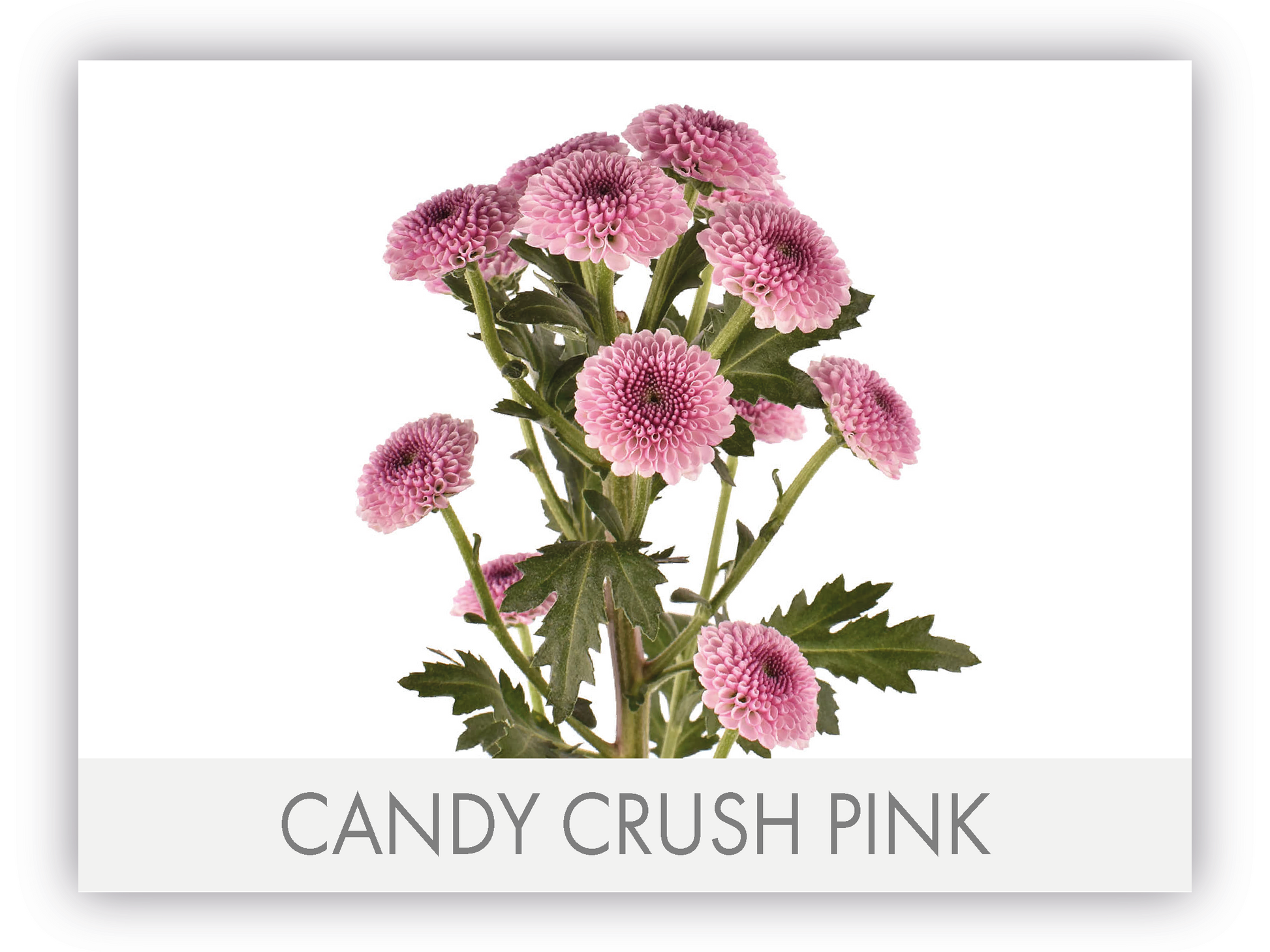 Micropompon Button Pink