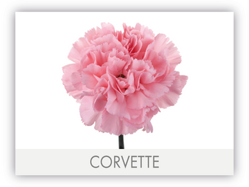 Carnation Fancy Darkpink