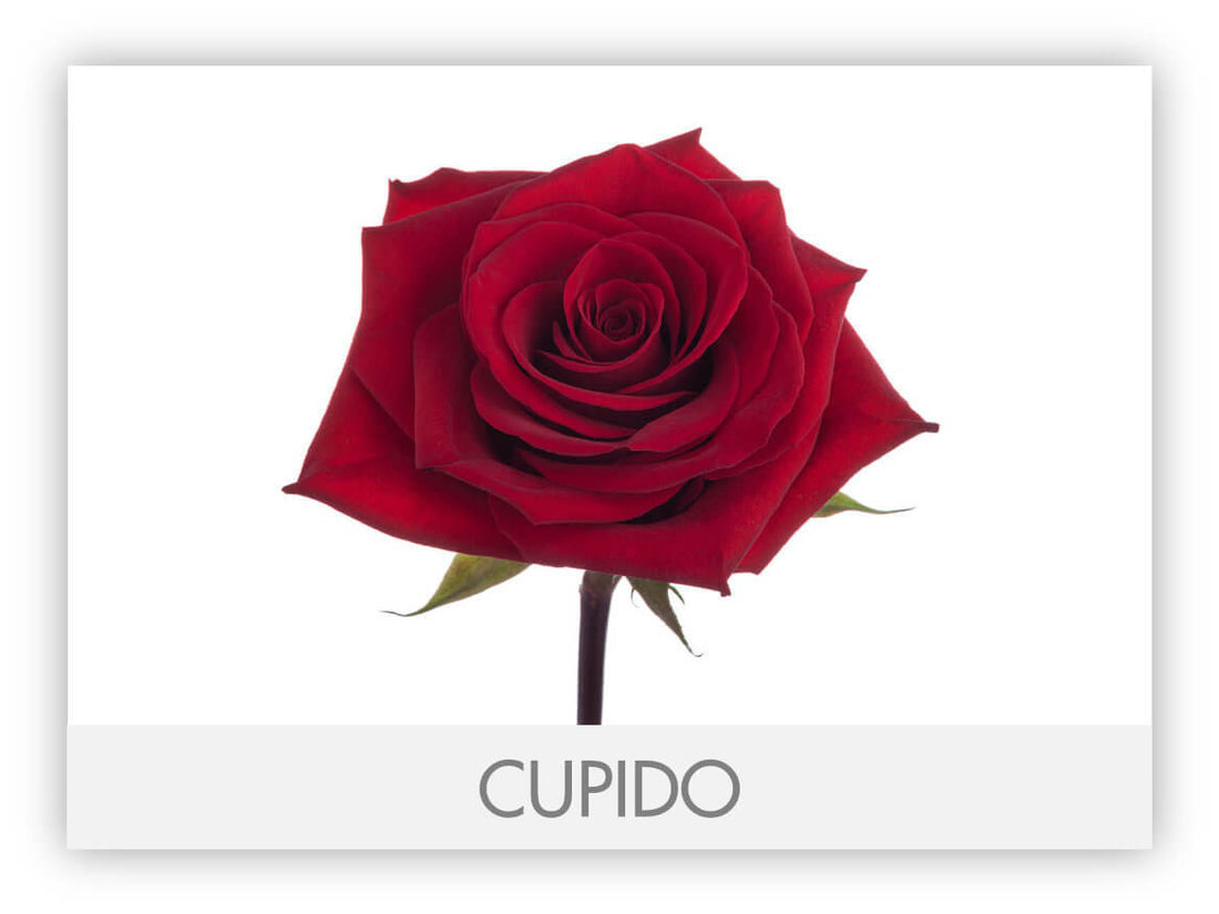 Rose - Red 40 Freedom Red