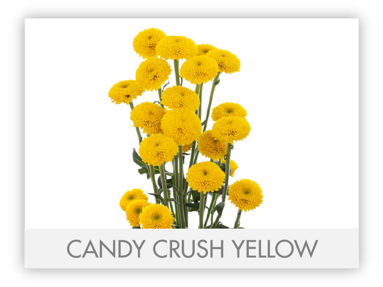 Micropompon Daisy Yellow