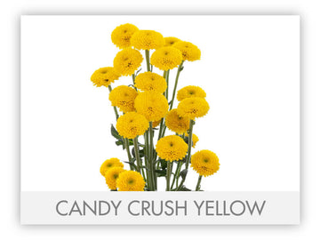 Micropompon Daisy Yellow