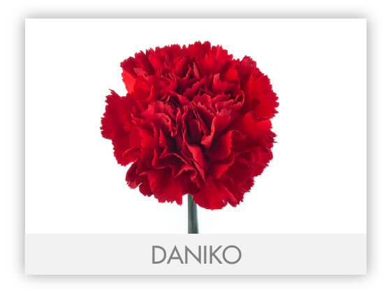 Carnation Valentines Day