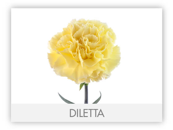 Carnation Fancy Yellow