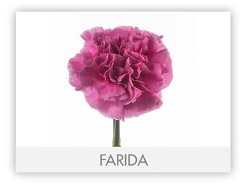 Carnation Lavender