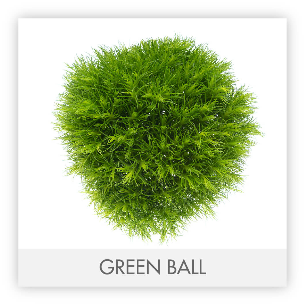 Hypericum 71 Green