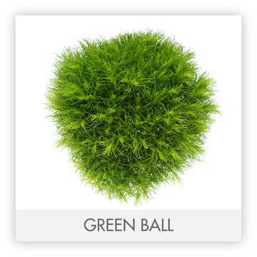 Hypericum 71 Green