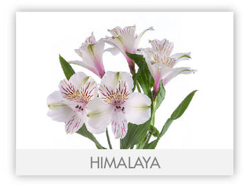 Alstroemeria Fancy White