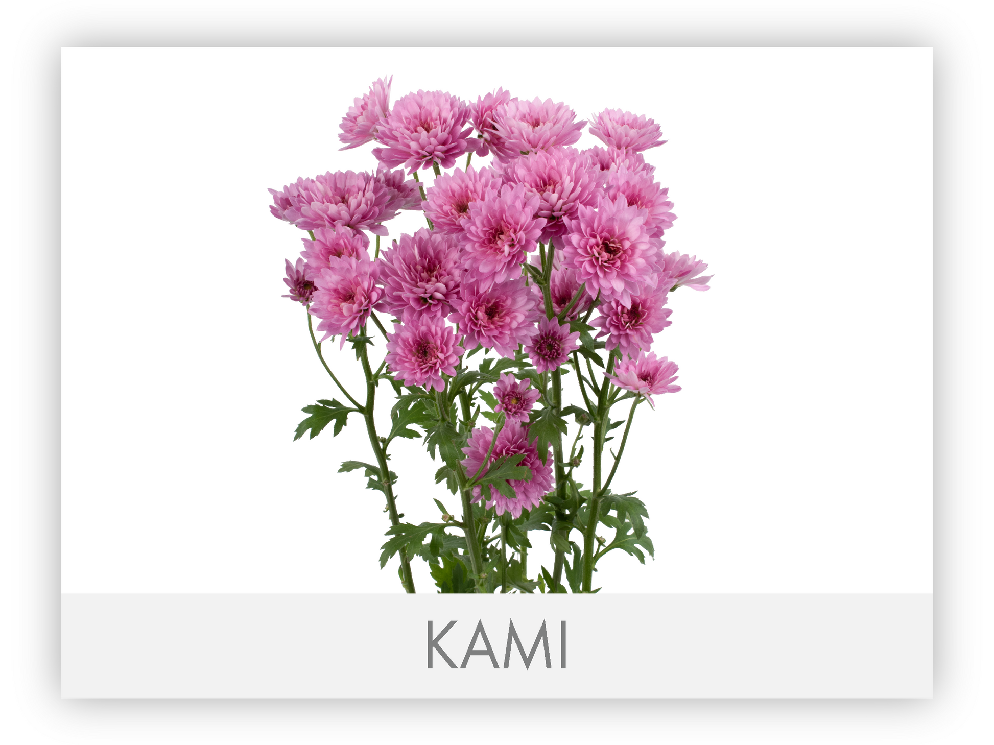 Micropompon Daisy Lavender