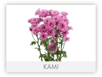 Micropompon Daisy Lavender