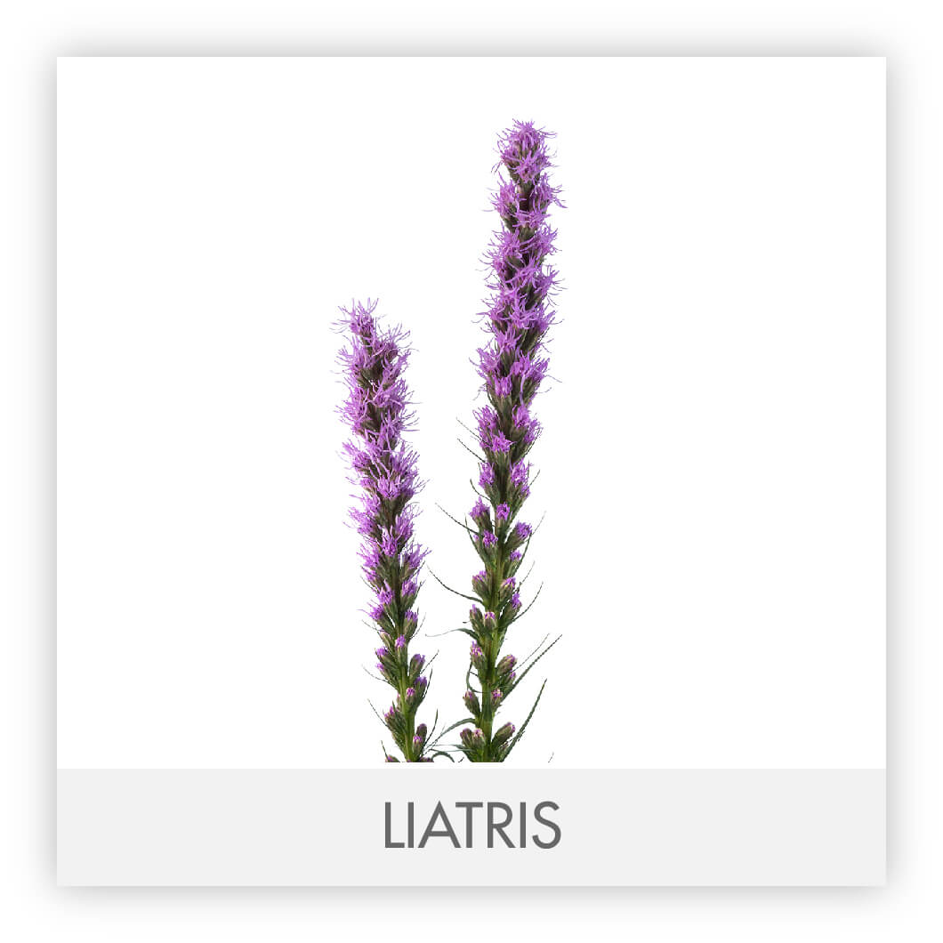 Liatris 90 Purple
