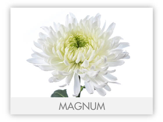Super Mums Magnum White