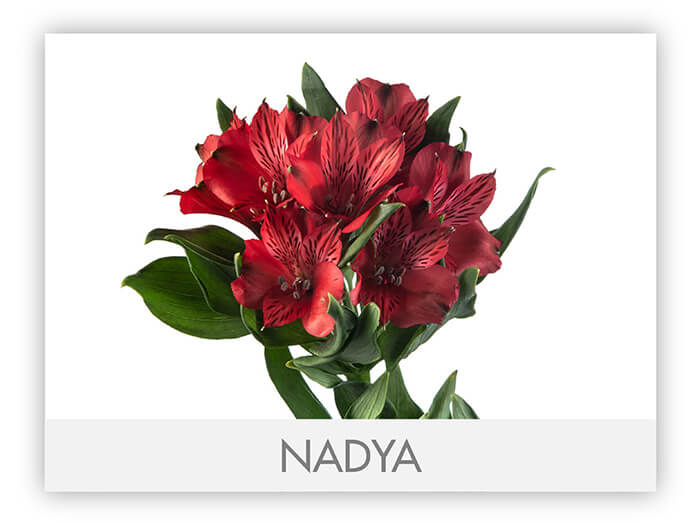 Alstroemeria Super Assorted
