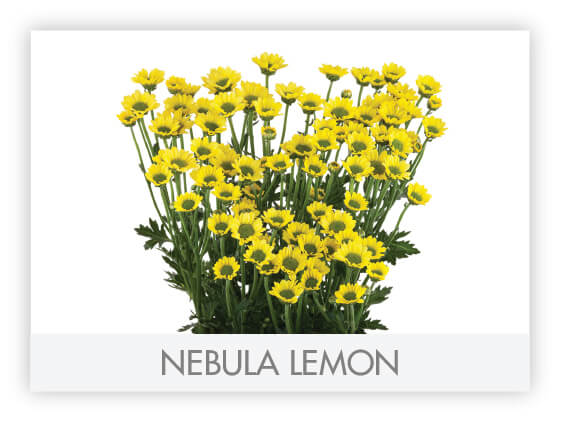 Iconfetti Yellow
