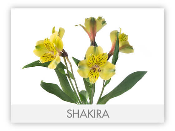 Alstroemeria Green