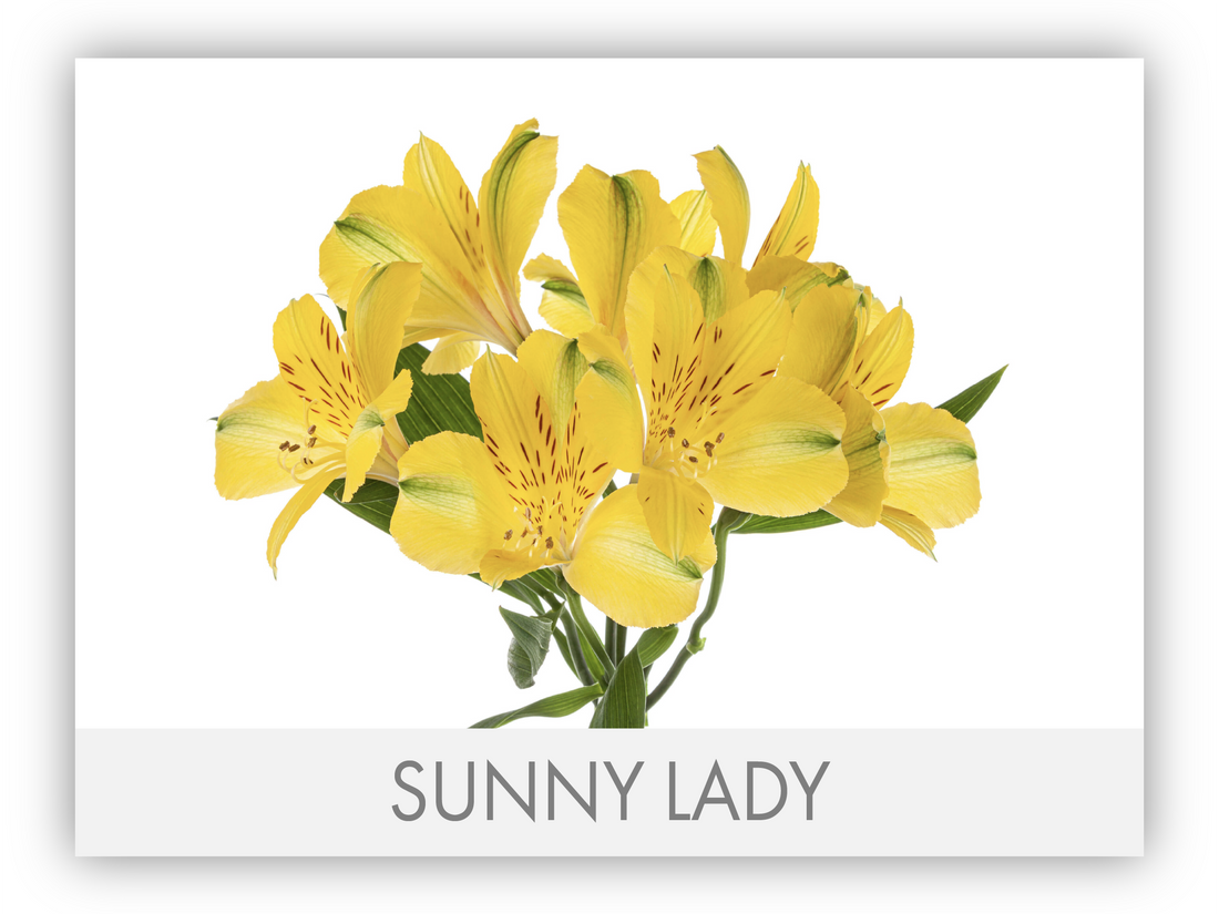 Alstroemeria Yellow