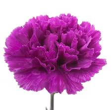 Carnation Purple