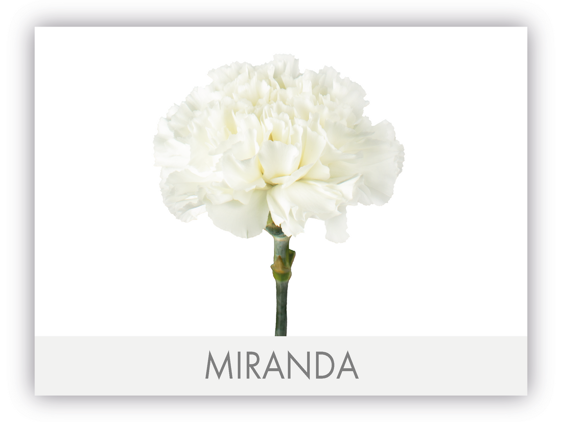 Carnation Fancy White