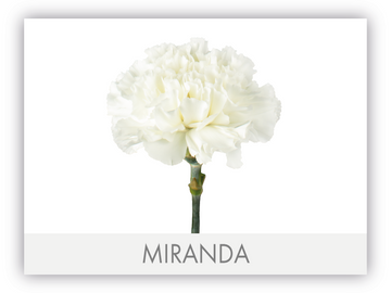 Carnation Fancy White